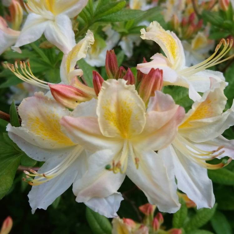 Plant image Rhododendron 'Daviesii'