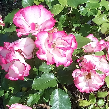 Plant image Rosa 'Meilasso' syn. Rosa 'Birthday Girl'