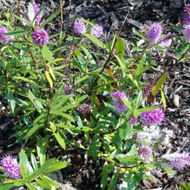 Shrubby Veronica 'Wiri Joy'