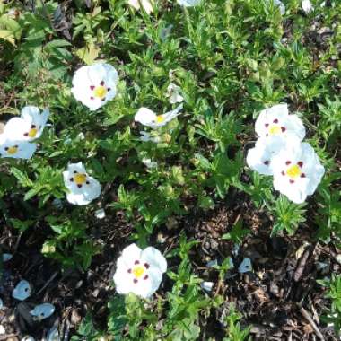 Rock Rose 'Decumbens'