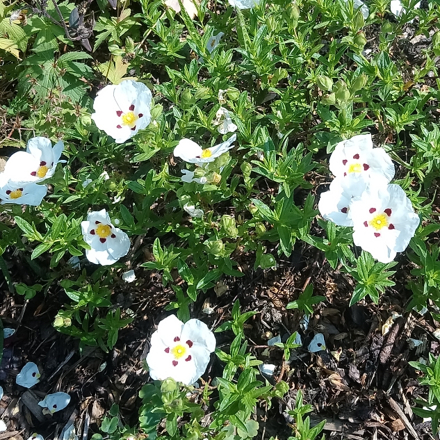 plant image 769696