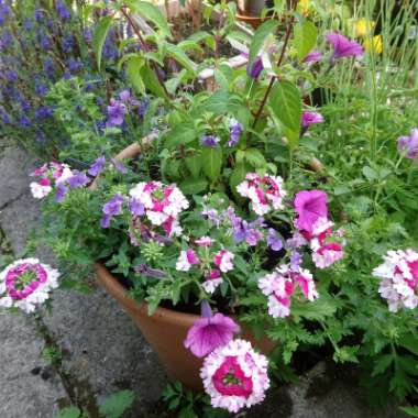 Mandy's garden