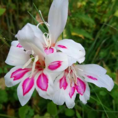 Gladioli 'Prins Claus' (Nanus)