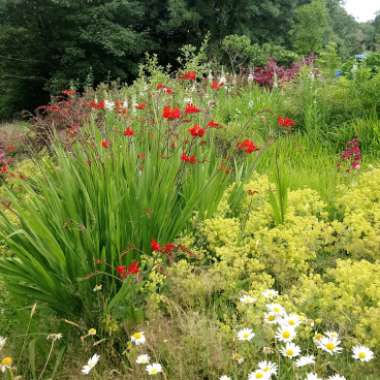 Mandy's garden