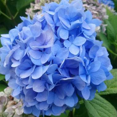 Hydrangea
