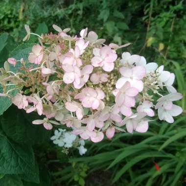 Hydrangea paniculata