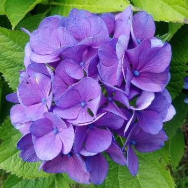 Hydrangea
