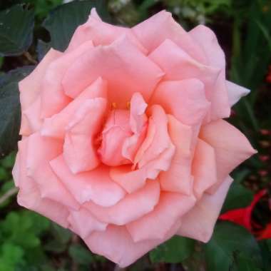 Rose (Hybrid Tea)