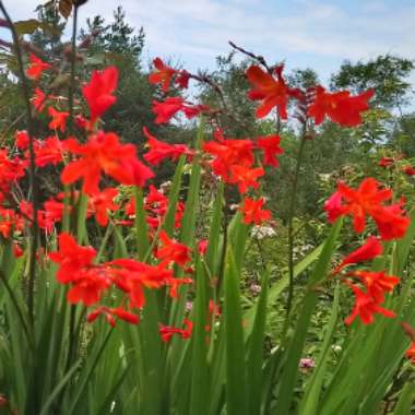 Montbretia