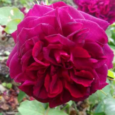Rose 'Munstead Wood' (Shrub)