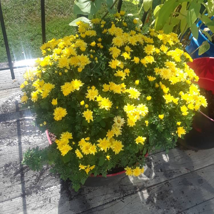 Plant image Chrysanthemum 'Jacqueline™ Orange Fusion' syn. Chrysanthemum x morifolium 'Jacqueline™ Orange Fusion'