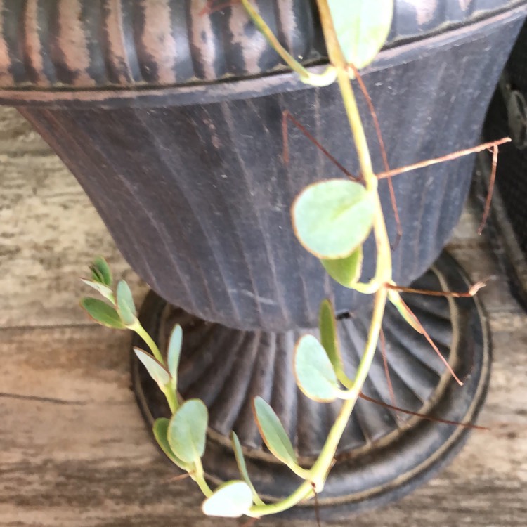 Plant image Kalanchoe panamensis