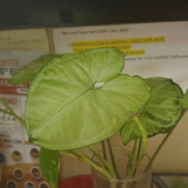 Syngonium podophyllum
