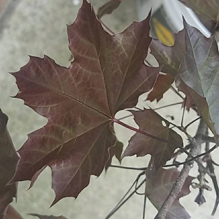 plant image 717135
