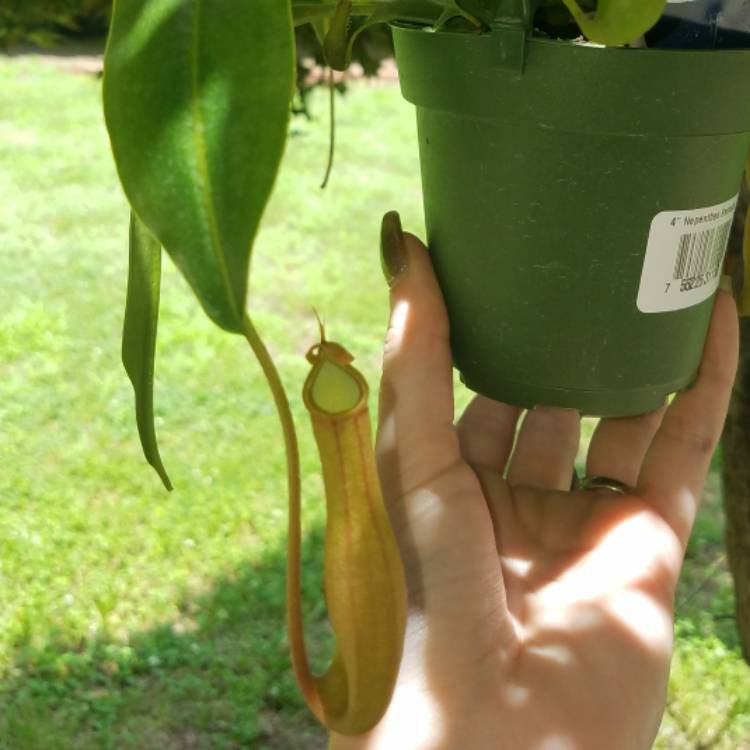 Plant image Nepenthes 'Alata'