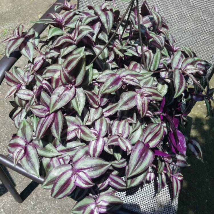 plant image 728894