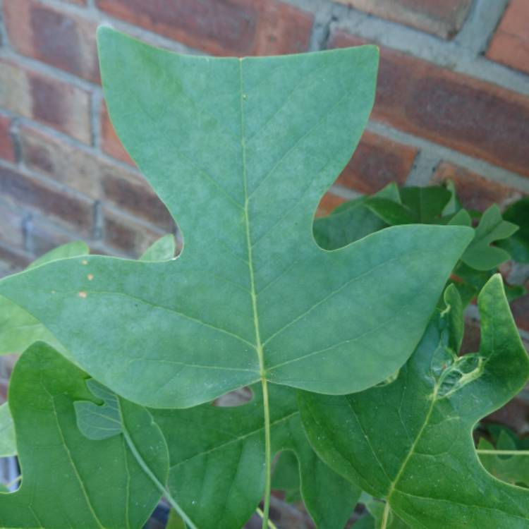 plant image 809404