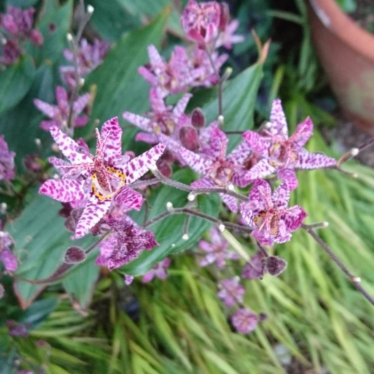 Plant image Tricyrtis formosana 'Dark Beauty'