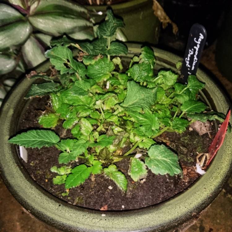 plant image 873192