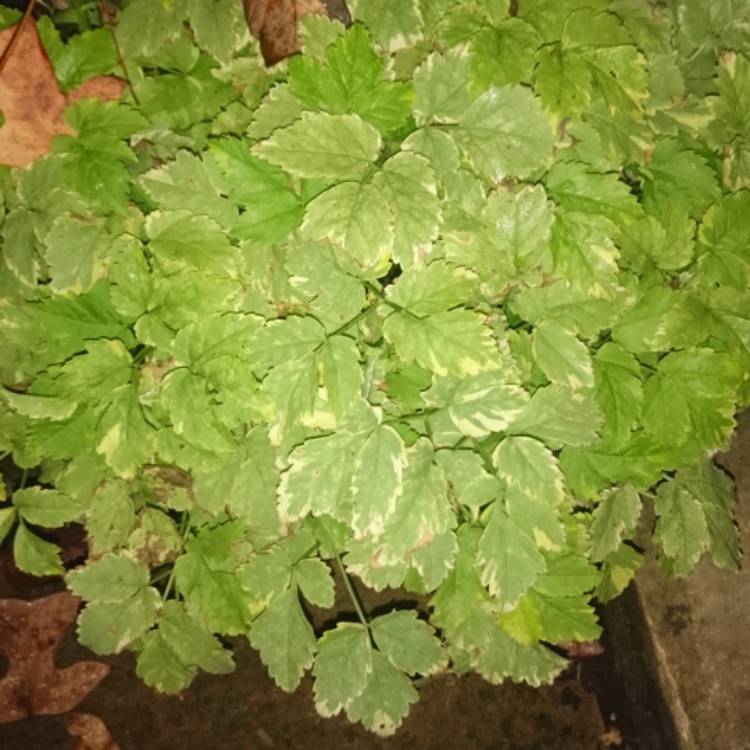plant image 873195