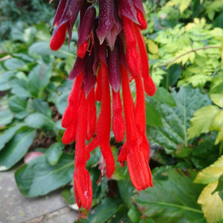 plant image 890655