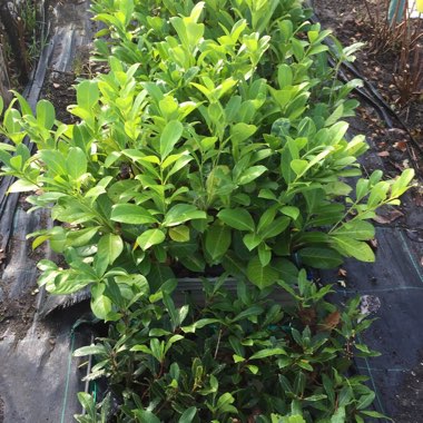 John's's garden