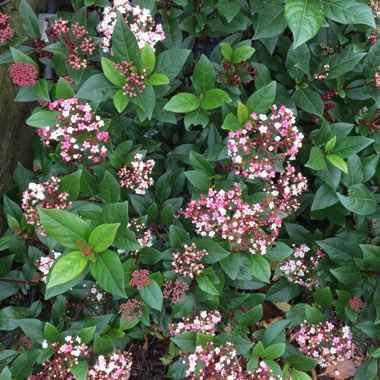John's's garden