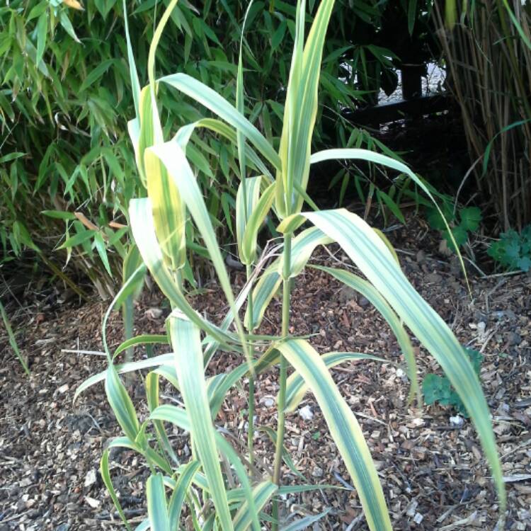 plant image 444319