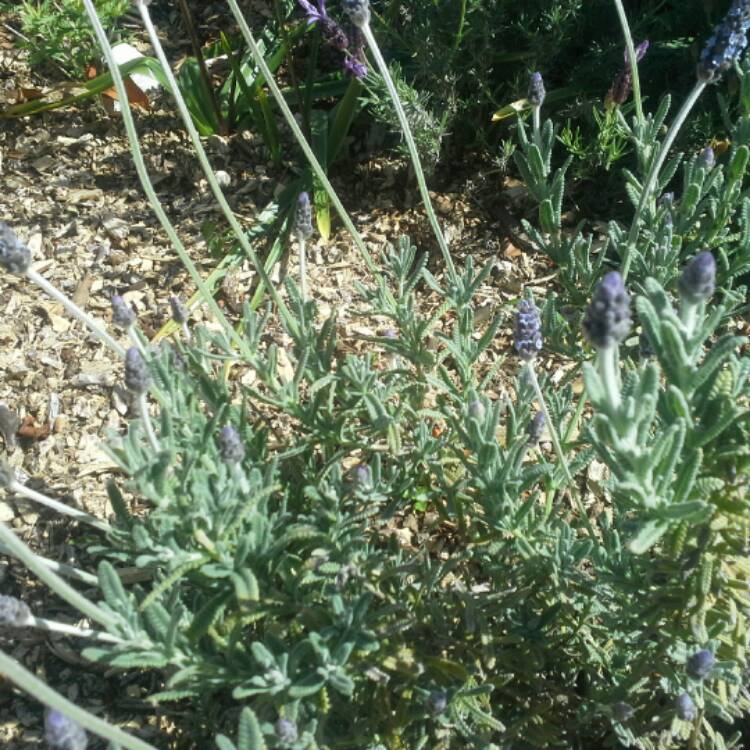 plant image 444754