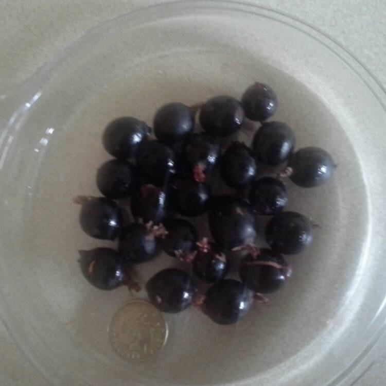 Plant image Ribes x nidigrolaria