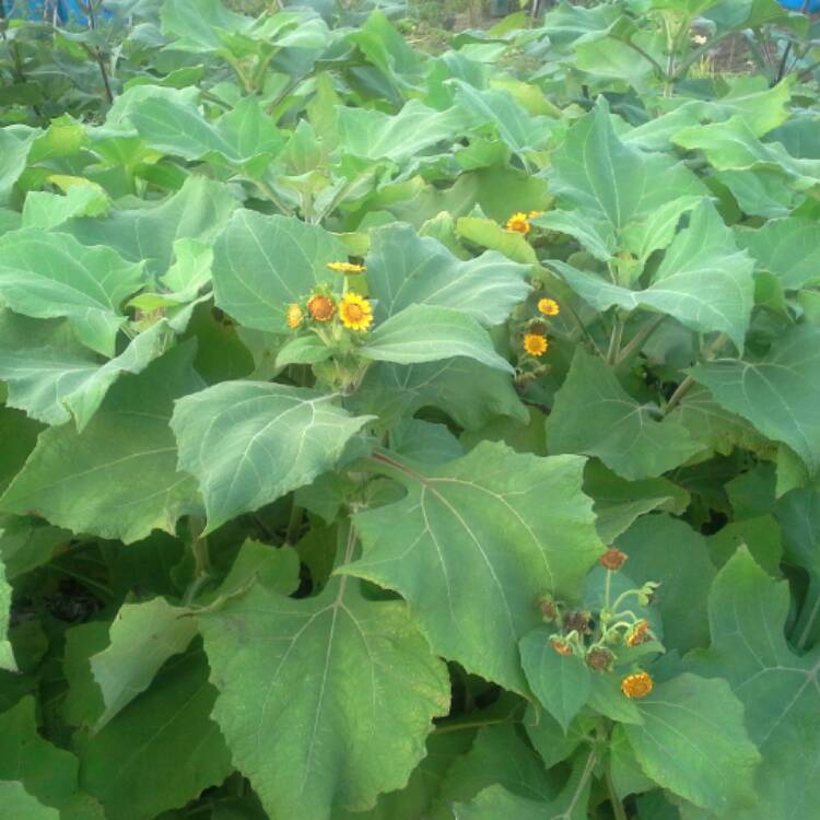 Plant image Smallanthus sonchifolius