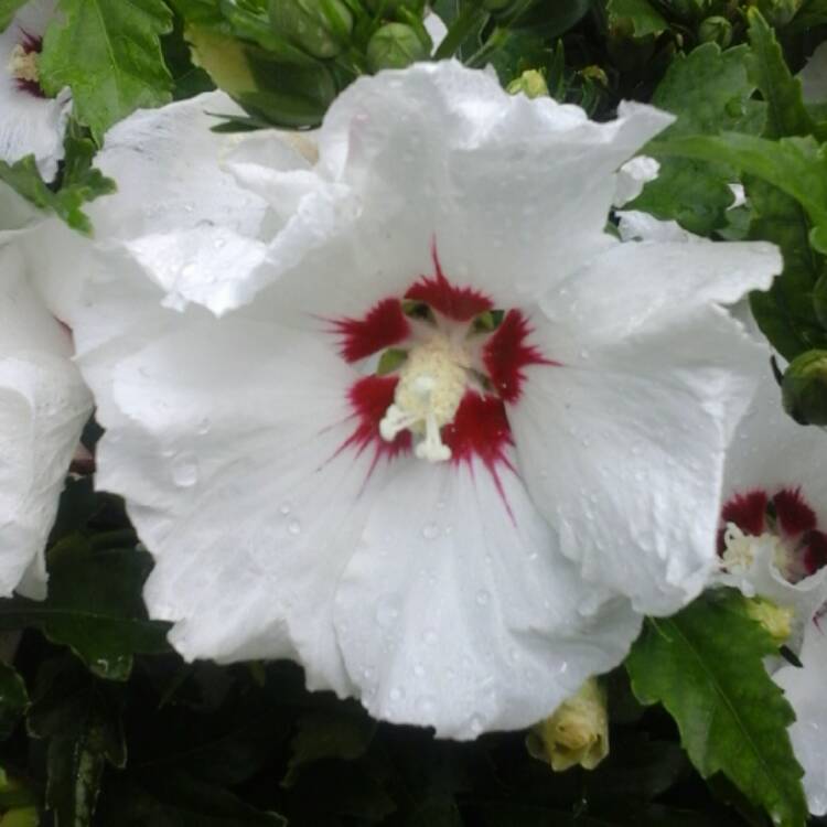 Plant image Hibiscus moscheutos 'Kopper King'
