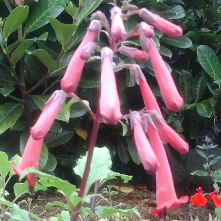 Plant image Phygelius x rectus 'Yapcor' (Somerford Funfair Series)