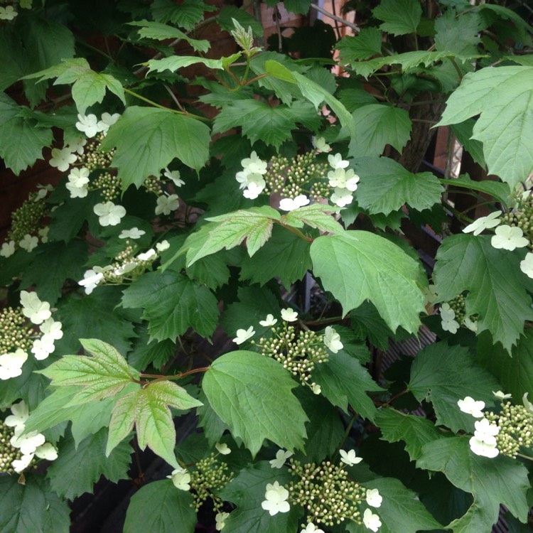 Plant image Viburnum sargentii