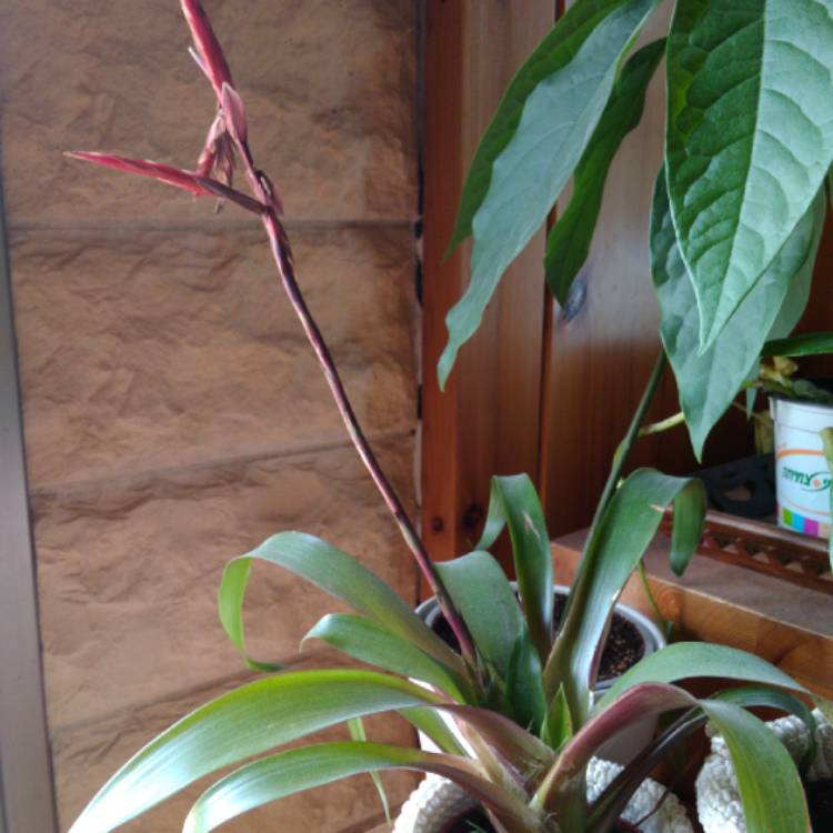 plant image 1068557