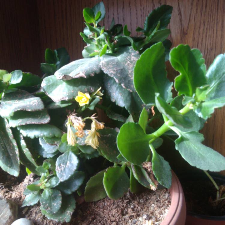 plant image 1068732 plant image 1068732