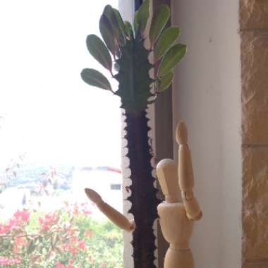 Euphorbia trigona rubra