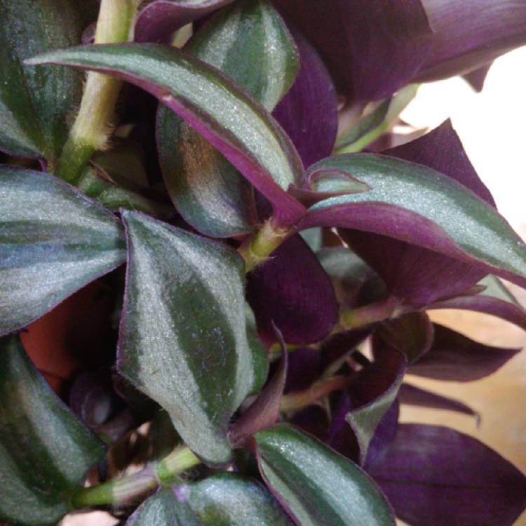 plant image 1089872 plant image 1089872