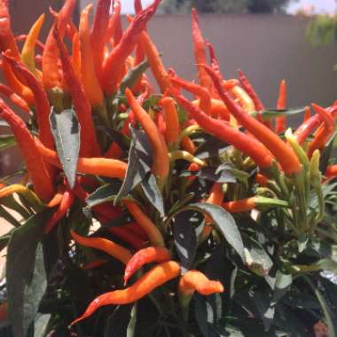 Capsicum Annuum 'Basket Of Fire'
