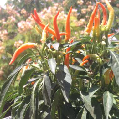 Capsicum Annuum 'Basket Of Fire'
