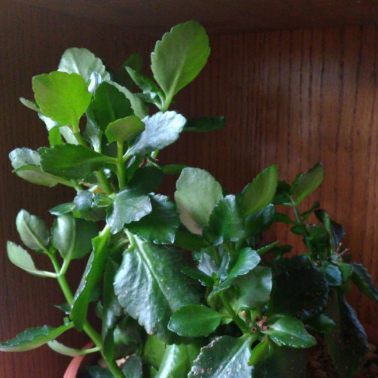 plant image 1094324 plant image 1094324