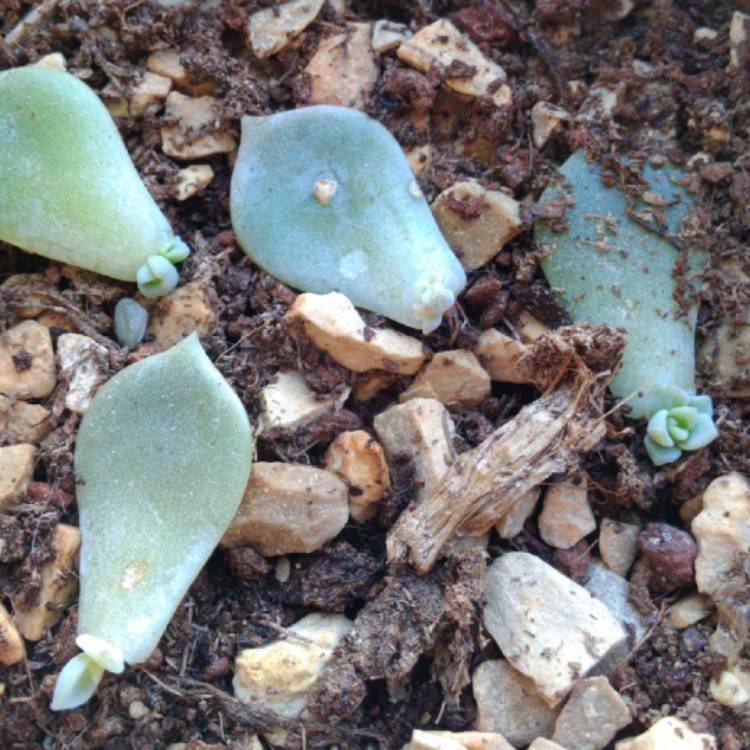 plant image 1112299