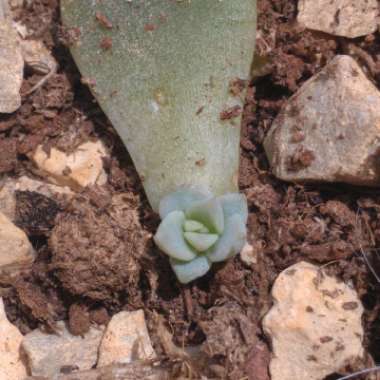 Echeveria