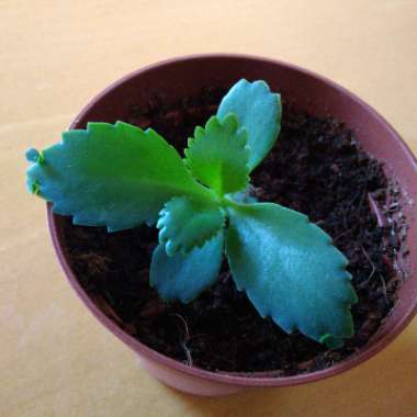 Kalanchoe laetivirens