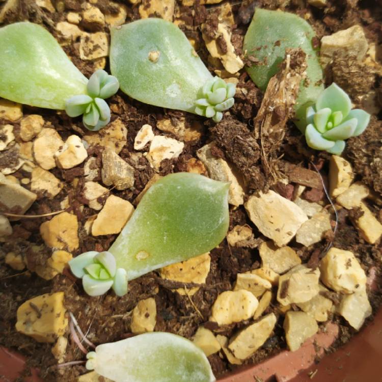 plant image 1131792