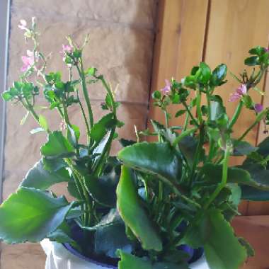Kalanchoe blossfeldiana 'Calandiva Pink'