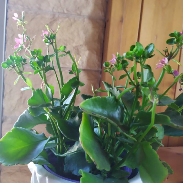 plant image 1131796