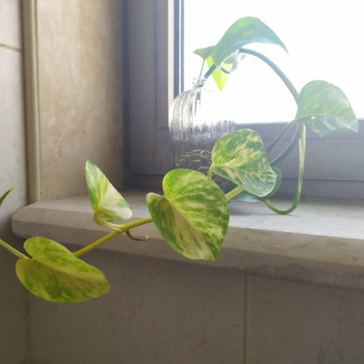 plant image 1135744