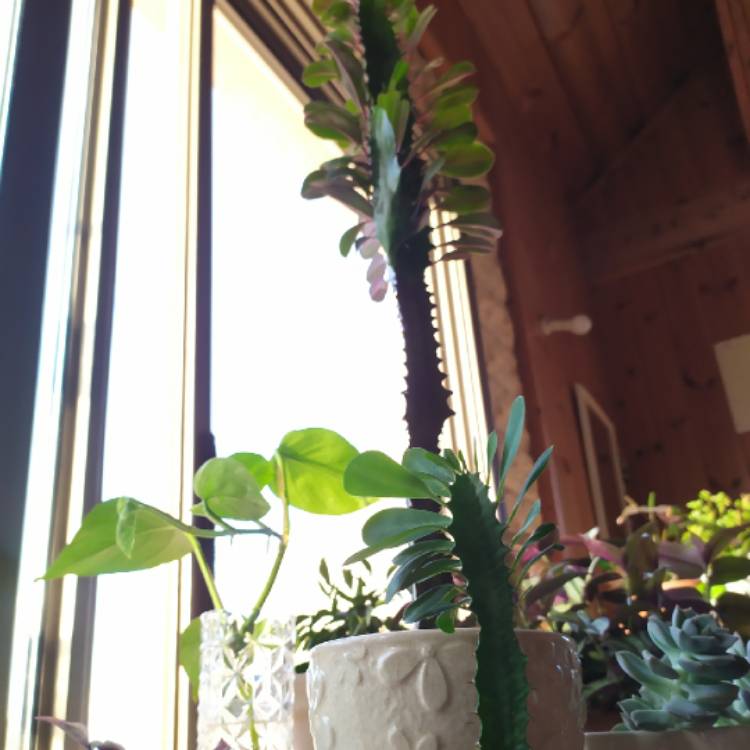 plant image 1147768 plant image 1147768