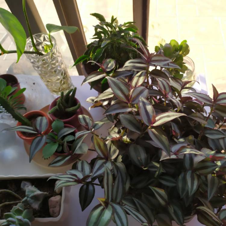plant image 1147772 plant image 1147772